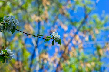 against the blue sky Apple blossom in the garden