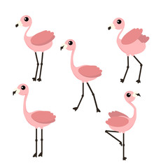 Set of pink flamingo vector illustration isolated on white background