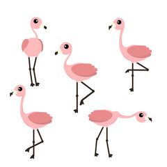 Set of pink flamingo vector illustration isolated on white background