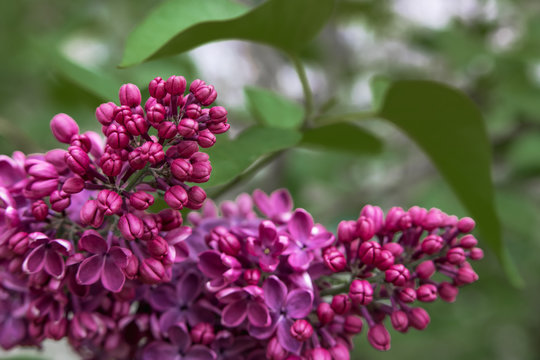 Lilac, beautiful flowers, lilac in green leaves