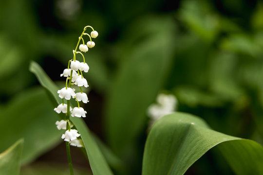 Lilies of the valley in green foliage