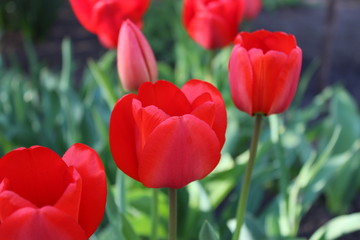 red tulips in the garden