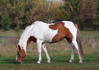 Naklejka na ściany i meble The beautiful skewbald mare is grazed on a meadow against the background of autumn vegetation