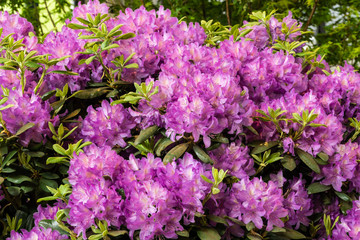 Fototapeta premium Purpur blühender Rhododendron