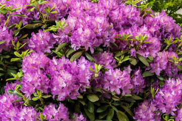 Fototapeta premium Purpur blühender Rhododendron