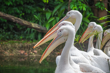 Group of white pelicans waiting to be fed in zoo
