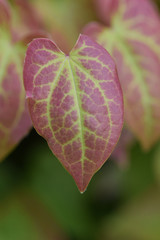 Macro image of a variegated leaf