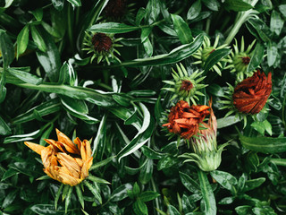 Wet flowers in garden