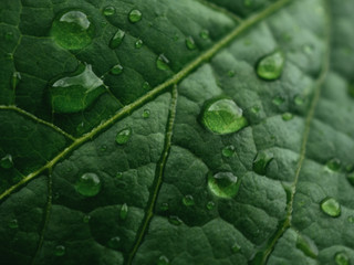 water drops on green leaf background