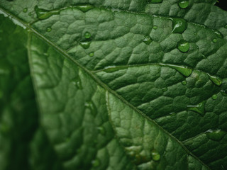 water drops on green leaf background