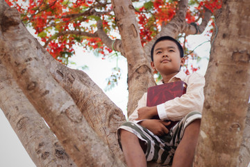 A boy in a reading a book on a large spreading tree. The big tree large red flowers.