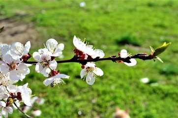Apricot flowers