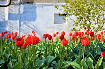 tulips in palisade