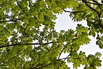 Beautiful hand-carved chestnut.Tree in spring.