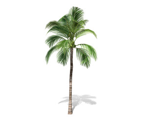 3D rendering - A tall coconut tree  isolated over a white background use for natural poster or  wallpaper design, 3D illustration Design.