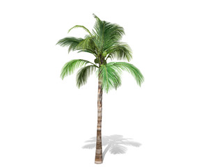 3D rendering - A tall coconut tree  isolated over a white background use for natural poster or  wallpaper design, 3D illustration Design.