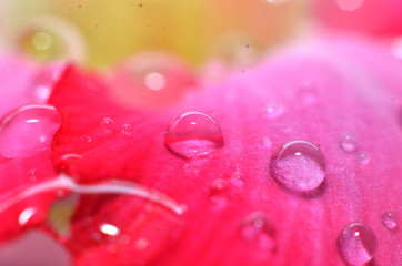 The rest of the raindrops that stick and hang on the flowers and leaves