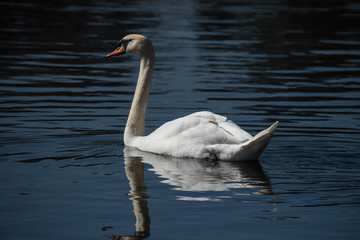 Fototapeta premium Mute swan at Drottningholm, Sweden