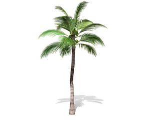 Obraz premium 3D rendering - A tall coconut tree isolated over a white background use for natural poster or wallpaper design, 3D illustration Design.