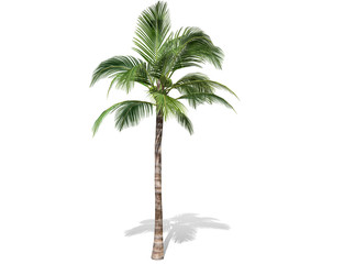 3D rendering - A tall coconut tree  isolated over a white background use for natural poster or  wallpaper design, 3D illustration Design.