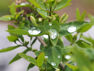 Tropfen auf Bl&auml;ttern glitzern wie Diamanten