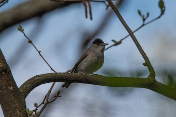 Eurasian blackcap on a branch