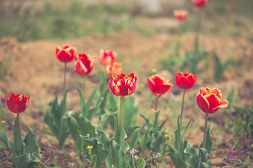 Obraz premium Beautiful flowers of red with yellow tulips in the spring garden.Toning