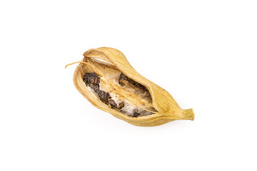 One whole open true cardamom pod flatlay isolated on white background