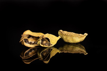 Group of three whole true cardamom pod isolated on black glass