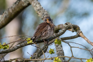 Fieldfare on a branch at the Isbladskärret pond