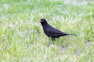 eine drossel steht im gras 