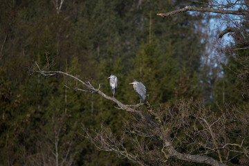 Heron at nature preserve Isbladsk&auml;rret in Sockholm