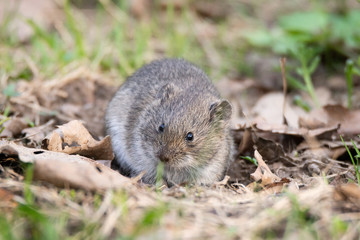 The striped field mouse