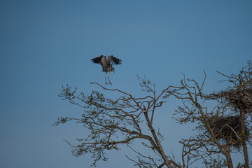 Heron at nature preserve Isbladskärret in Sockholm