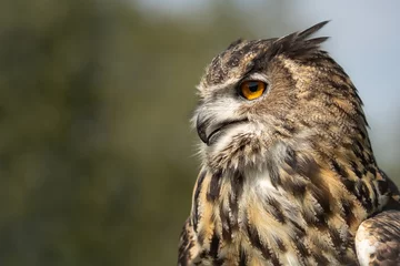 Rolgordijnen Horus a stunning male Eurasian Eagle Owl taken at my visit to @fensfalconry.  I have 5 photography workshops running there next year. © L Galbraith