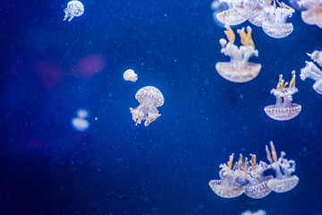 Obraz na płótnie Canvas nettle jellyfish with blue background