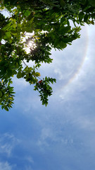 Beautiful sky with sun halo ring through the tree