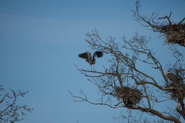 Heron at nature preserve Isbladskärret in Sockholm