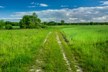 Dirt road through green fields, trees and beauty clouds in the sky