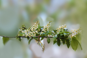 bright white bird cherry flower on a light green background rejoices in the spring sun