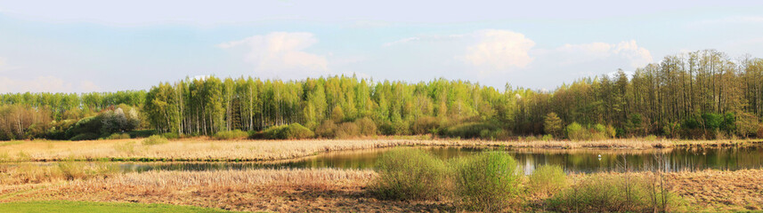 Panorama of the spring forest in the morning dawn