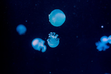 Naklejka na ściany i meble Sea Moon jellyfish with blue background