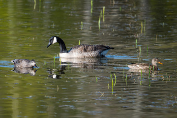 Gadwall and Canada goose in a pond at the Djurgården island in Stockholm