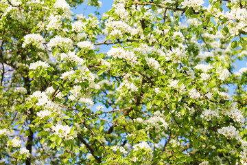 Flowering. Beautiful carpet of white apple tree flowers in spring morning garden