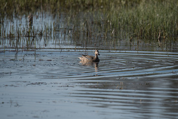 Northern shoveler in a pond at the Djurgården island in Stockholm