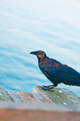 Beach Black Bird 2