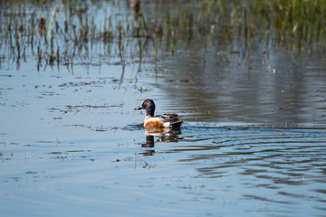 Northern shoveler in a pond at the Djurgården island in Stockholm