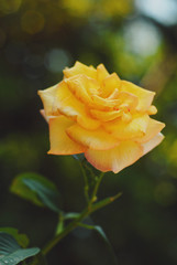 yellow rose