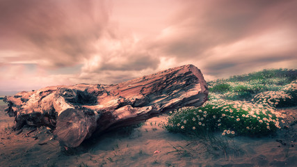Fototapeta na wymiar seaside beach trunk wood sunset