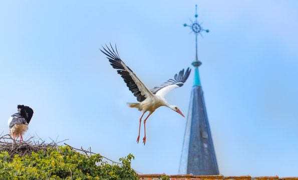 Fliegender Wei&szlig;storch bei der Landung im Elsass Frankreich